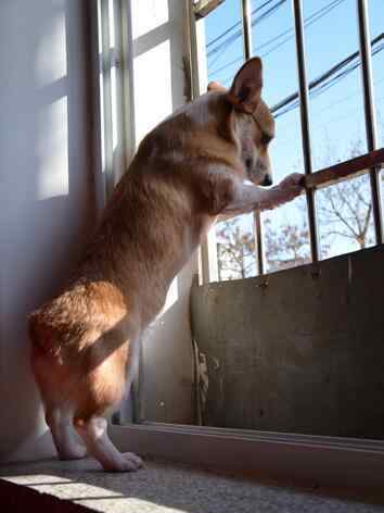 柯基犬一般多少钱 柯基犬为什么都没有尾巴？纯种的柯基犬多少钱一只