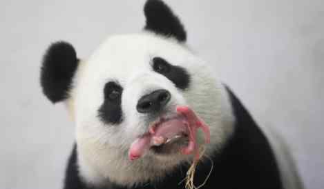 外国有大熊猫吗 外国租借中国大熊猫多少钱？揭秘为什么大熊猫难以繁殖