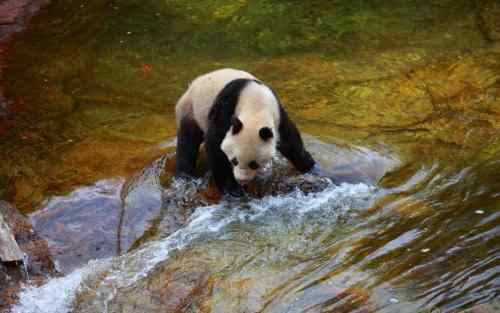 大熊猫会灭绝吗 为什么大熊猫难繁殖差点灭绝？大熊猫的三大价值