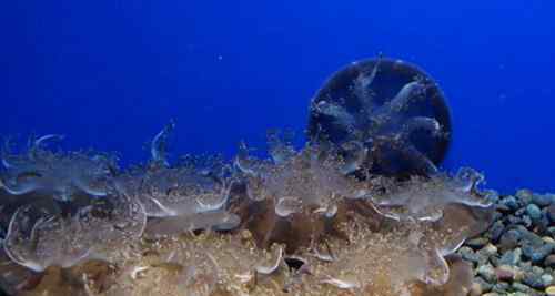 北极霞水母 北极霞水母是世界上最大的水母吗