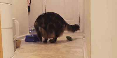 猫怕黄瓜 喵星人看到黄瓜被吓到飞起 猫为什么害怕黄瓜？（动图）