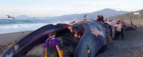 世界上最大的鲸鱼 世界上最大的鲸鱼1500吨是真的吗