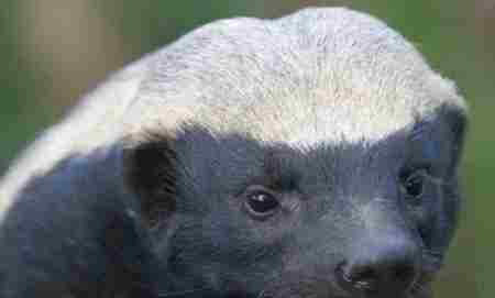 獾是什么动物 平头哥是什么动物 蜜獾为什么叫平头哥