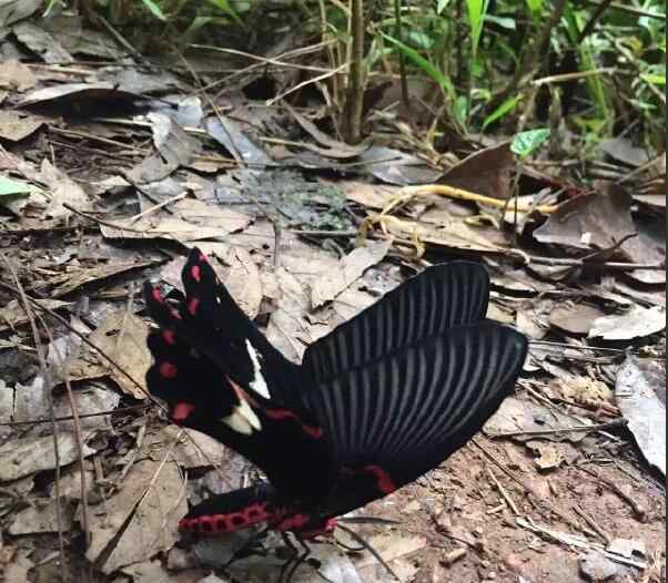 蝴蝶的样子 鬼蝴蝶长什么样子图，传说蝴蝶是死人的化身真的假的？