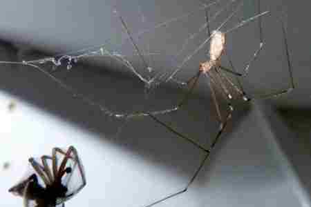 家幽灵蛛 蜘蛛界的大长腿幽灵蛛