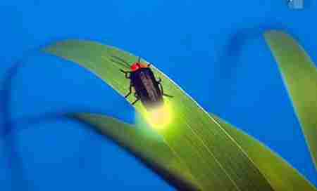 萤火虫为什么会发光简单回答 萤火虫为什么发光