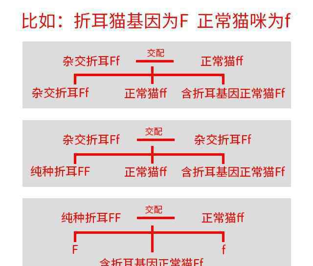 折耳猫生病的早期症状 正规猫舍折耳猫不发病？显性基因缺陷，所有折耳猫都会发病！