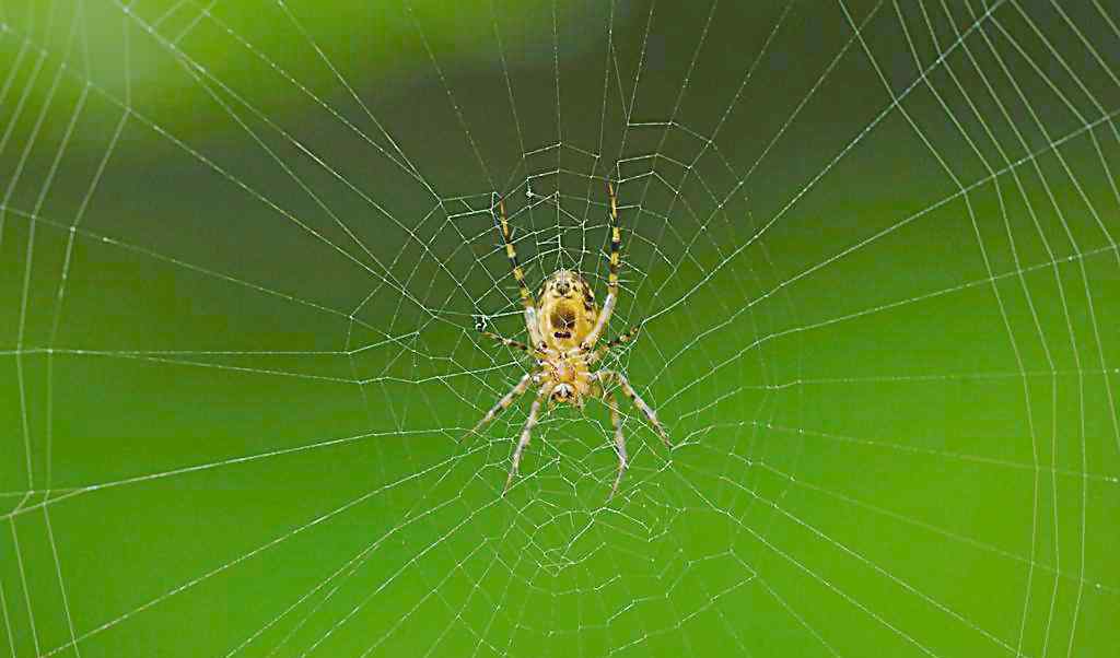 大蜘蛛 晚上看见大蜘蛛的预兆是什么？家里的蜘蛛能不能打死