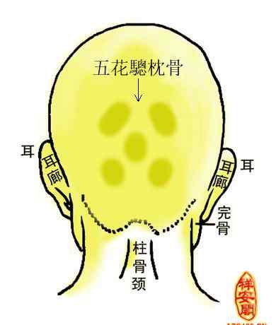 枕骨 什么是五枕骨？平后脑勺、凸后脑勺也会影响命运