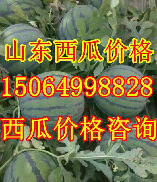 甜瓜价格 今日甜瓜采摘助农丰收,山东甜瓜批发价格