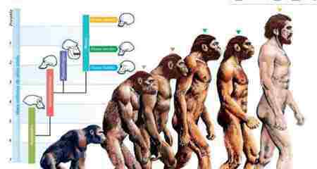 人的进化过程图片 人类从何而来 人类不是进化来的？