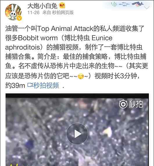 博比特虫 从恐怖片中走出来的生物：博比特虫（视频）