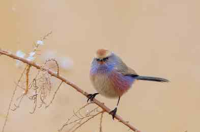 花彩雀莺 世界上最美的雀：花彩雀莺，羽毛五彩斑斓，你见过吗？