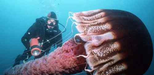 北极霞水母 北极霞水母是世界上最大的水母吗