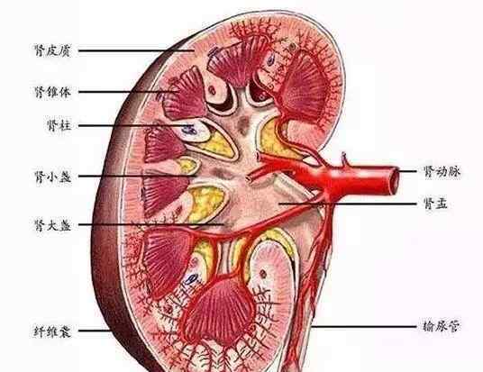 长满结石的肾图片 20多岁的小伙，双肾长满结石，只因为每天都喝这些水