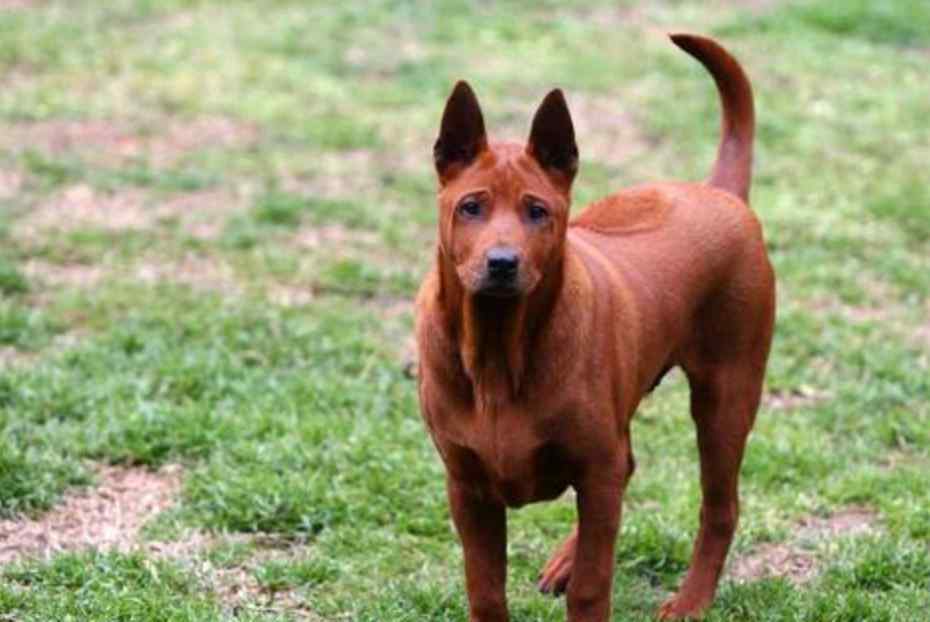 奇努克 世界上最“稀有”的4个犬种，被视为珍宝，其中一种最少时只有11只