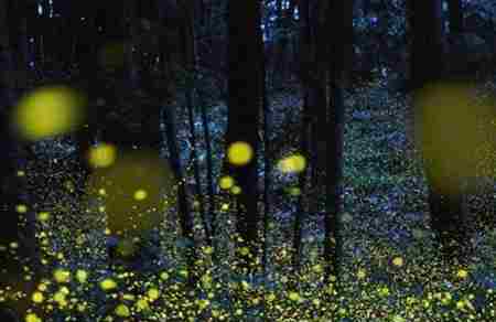 萤火虫为什么会发光 萤火虫为什么发光