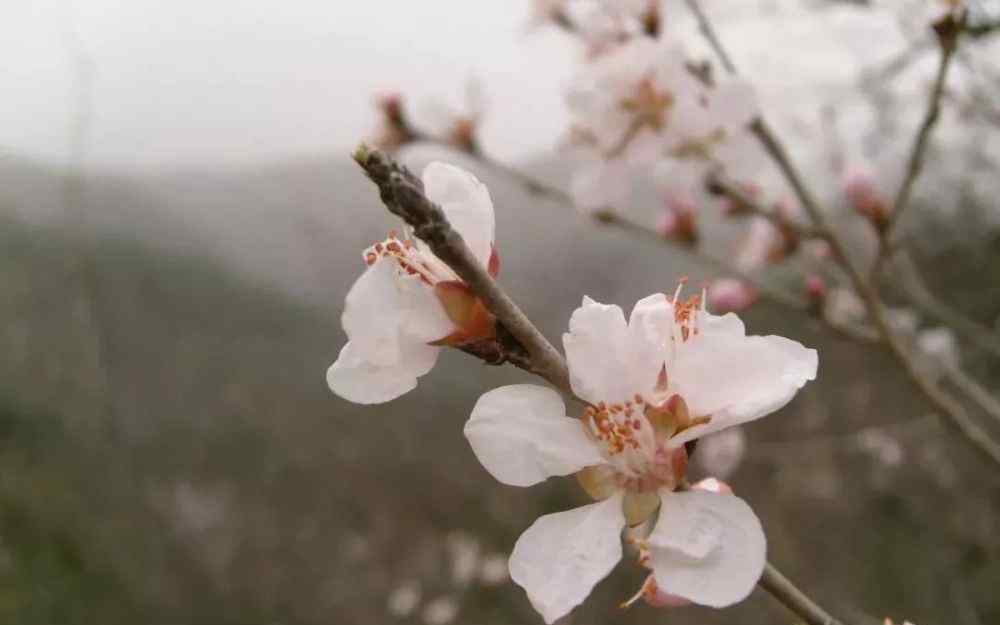 桃花林 【身边故事】爱在桃花林