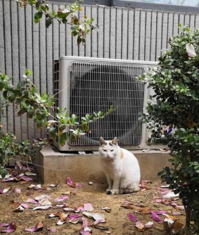 家里来猫预示什么 陌生猫跟着你走是什么兆头好还是坏，猫跟着人回家什么预兆？