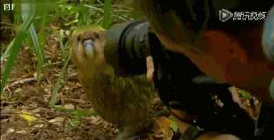 鸮鹦鹉 摄影师偷拍鸮鹦鹉不成 反被暴打（视频）