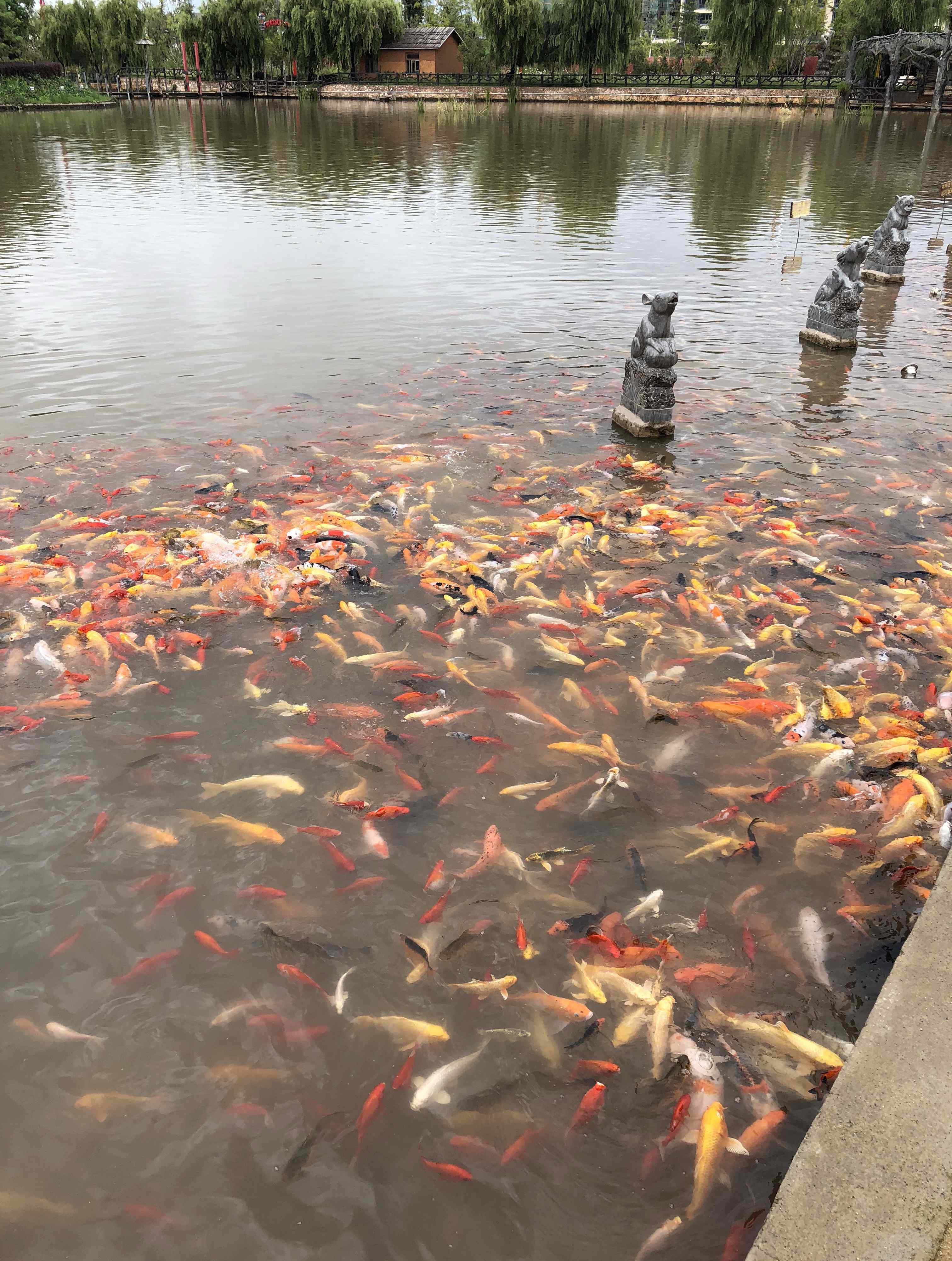 锦鲤的饲养 锦鲤鱼怎么养才有灵性？锦鲤能认得主人吗