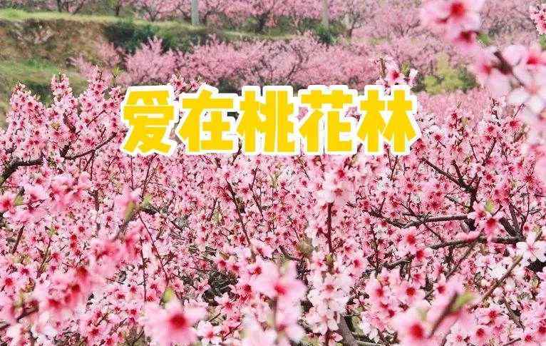 桃花林 【身边故事】爱在桃花林