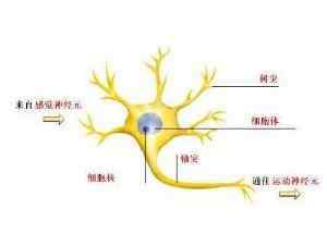 神经元的功能 什么是神经元？神经元是怎样的结构？神经元的作用是什么？