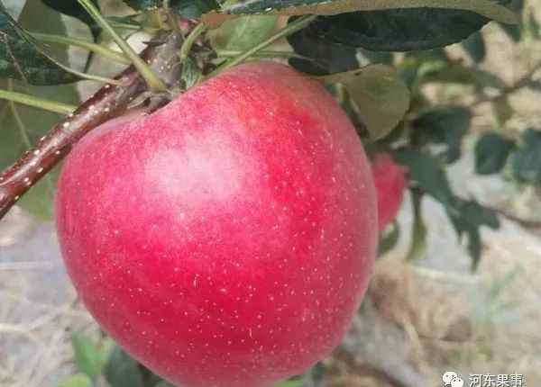 鲁丽苹果 鲁丽苹果品种简介