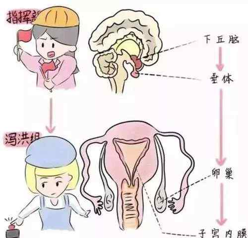 激素六项检查都有什么 性激素六项检查，到底查些啥？