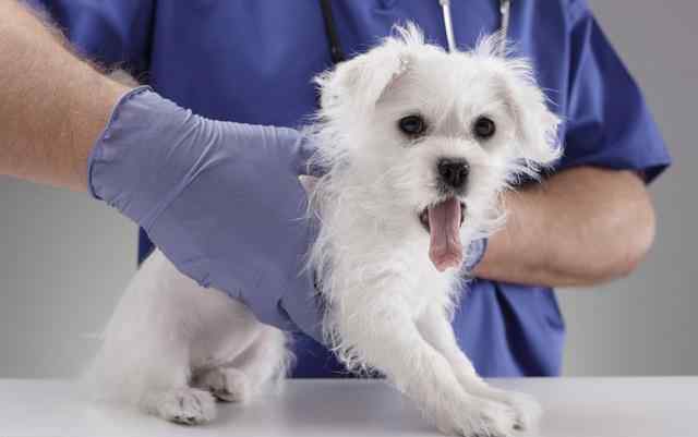 胰腺炎是什么病 狗狗的胰腺炎到底是怎么回事？