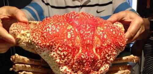 阿拉斯加雪蟹 世界上最贵的螃蟹排名