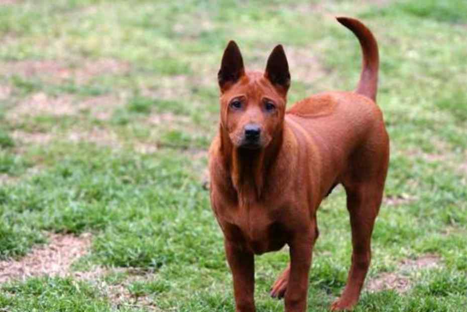 奥达猎犬 世界上最“稀有”的4个犬种，被视为珍宝，其中一种最少时只有11只