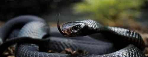 世界上排名前十的毒蛇 世界上最长毒蛇排名