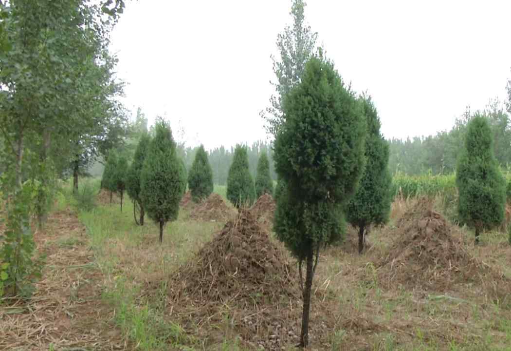 柏树栽坟地的位置图片 坟上种柏树有什么说法，坟上种柏树应该在什么位置上种？