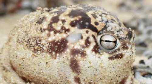 六脚章鱼 动物界十大最可爱动物