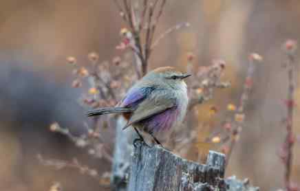 花彩雀莺 世界上最美的雀：花彩雀莺，羽毛五彩斑斓，你见过吗？