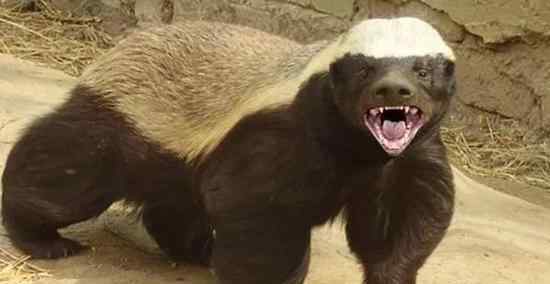 蜜罐平头哥 中国哪家动物园有蜜獾？蜜獾把自己搞濒临灭绝成频危动物了吗