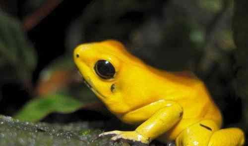 毒箭蛙 最毒物种之一南美箭毒蛙的天敌是什么