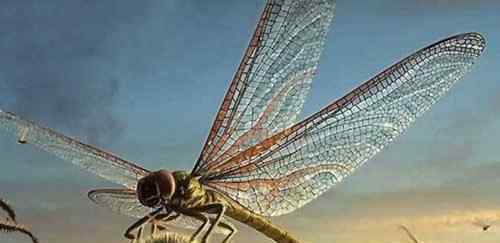 巨齿蛉 自然界中力气最大的昆虫