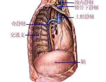 奇静脉 奇静脉 - 解剖图片