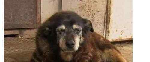 寿命最长的狗 世界最老寿命最长的狗狗辞世
