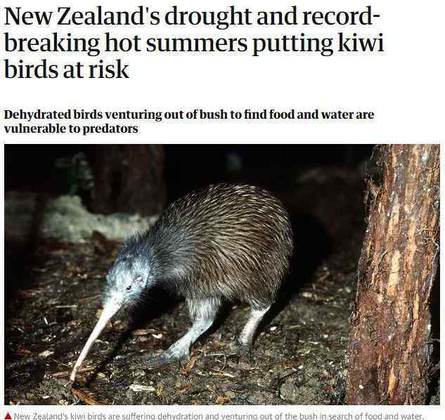 澳大利亚国鸟 新西兰国鸟“Kiwi鸟”或将灭绝！