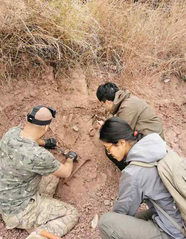 重大发现！云南禄丰出土3岁恐龙幼体化石 事件详情始末介绍！