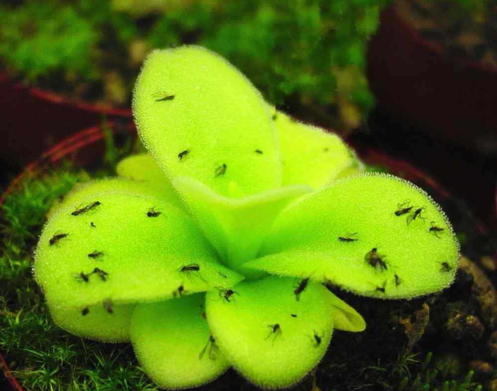 捕虫堇 很容易被误认成多肉植物的捕虫堇，适合新手养的食虫植物