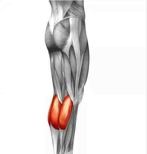 人体最有力的肌肉 人体最大的肌肉是哪一块