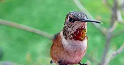 最小的鸟 世界上最小的鸟是什么鸟