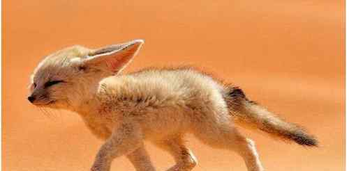 大耳狐 世界上耳朵最大的狐狸