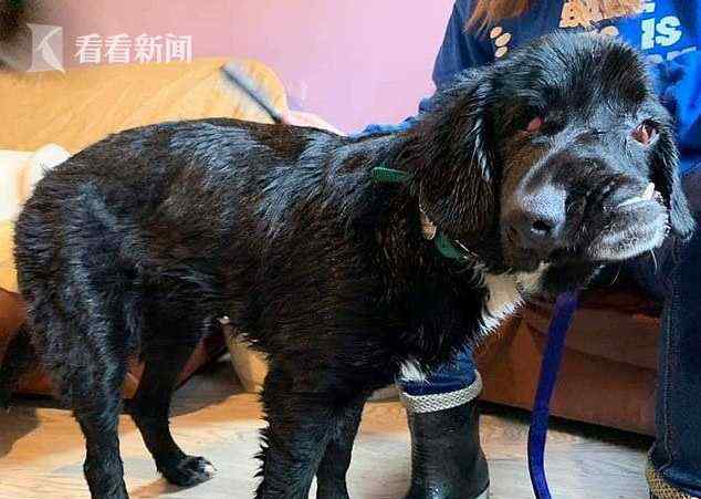 卡西莫多犬 狗中的“卡西莫多” 8个月大拉布拉多犬天生面部畸形扭曲牙齿外露