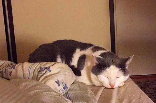猫胰腺炎 猫咪睡16小时是正常生活现象？其实嗜睡背后已患胰腺炎