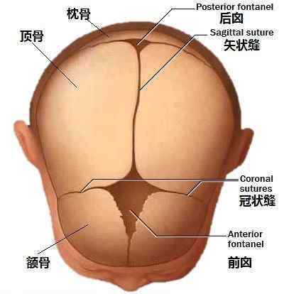 前卤门什么时候闭合 宝宝囟门闭合早晚问题不大，但颅缝闭合早了不行哦